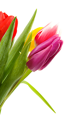 포토 JPG 해외이미지 식물 꽃 꽃다발 잎 전구 자연 유리 선물 사람없음 컬러풀 꽃병 보라색 봄 튤립 신선 생일 네덜란드 고립 해외202004 해외포토 계절 기념일 유럽 컬러 재질 생태계 파일형식 이미지허브