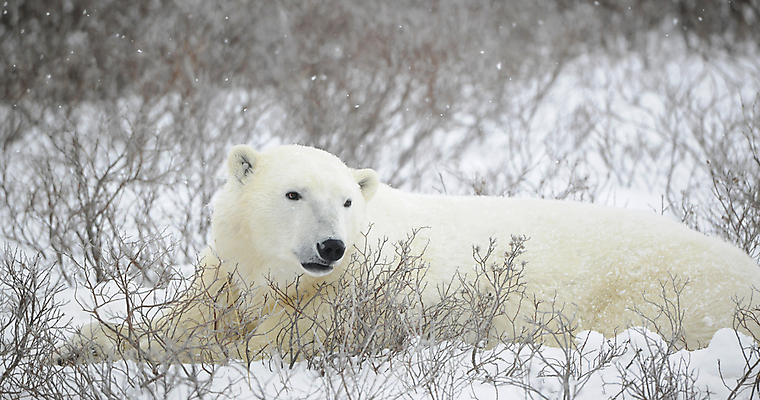 포토 JPG 해외이미지 동물 응시 야생동물 여행 캐나다 겨울 곰 포유류 포옹 자연 날씨 털 사람없음 야외 가로 햇빛 얼음 힘 흰색 나뭇가지 닫기 위험 큼 북극 러시아 귀 육식동물 봉 북쪽 멸종 솜털 거짓말 해외202004 해외포토 자연요소 나무 시선 계절 유럽 컬러 컨셉 북아메리카 안기 모션 신체부위 태양 크기 극지방 방향 생태계 파일형식 이미지허브