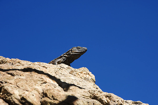 포토 JPG 해외이미지 동물 파충류 하늘 멕시코 사람없음 파란색 반려동물 도마뱀 이구아나 해외202004 해외포토 컬러 북아메리카 파일형식 이미지허브