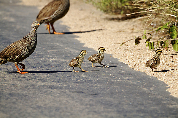 포토 JPG 해외이미지 공원 도로 야생동물 아프리카 자연 조류 엄마 병아리 사람없음 물 강 평화 아기 작음 서식지 남쪽 내추럴 남아프리카 전국 해외202004 해외포토 자연요소 동물 공공시설 나라 길 컨셉 가족 교통시설 사람 크기 방향 생태계 파일형식 이미지허브