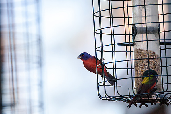 포토 JPG 해외이미지 야생동물 조류 사람없음 빨간색 파란색 컬러풀 노란색 나폴리 플로리다 해외202004 해외포토 동물 컬러 미국 이탈리아 파일형식 이미지허브