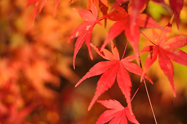 포토 JPG 해외이미지 나무 식물 계절 공원 아시아 여행 백그라운드 단풍 잎 오렌지 자연 하늘 풍경 사람없음 야외 가로 빨간색 빛 컬러풀 햇빛 노란색 환경 정원 일본 활발 가을 도쿄 숲 11월 내추럴 강렬 교토 해외202004 해외포토 공공시설 나라 컬러 컨셉 과일 태양 날짜 생태계 파일형식 이미지허브
