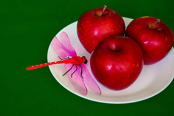 포토 JPG 해외이미지 식물 꽃잎 꽃 분홍색 꽃무늬 자연 디저트 건강 사람없음 빨간색 초록색 컬러풀 노란색 봄 벚꽃 흰색 맛 잠자리 사과 데이지 서빙 거베라 이익 내추럴 고립 해외202004 해외포토 계절 음식 컬러 곤충 컨셉 무늬 과일 생태계 파일형식 이미지허브