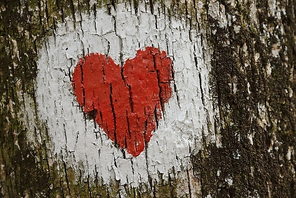 포토 JPG 해외이미지 모양 나무 디자인 패턴 사랑 사람없음 목재 그래픽 빨간색 페인트 하트 시골 그리기 그래피티 심볼 묘사 부식 질감 그런지 해외202004 해외포토 식물 감정 컬러 무늬 재료 모션 낙서 그림 파일형식 이미지허브