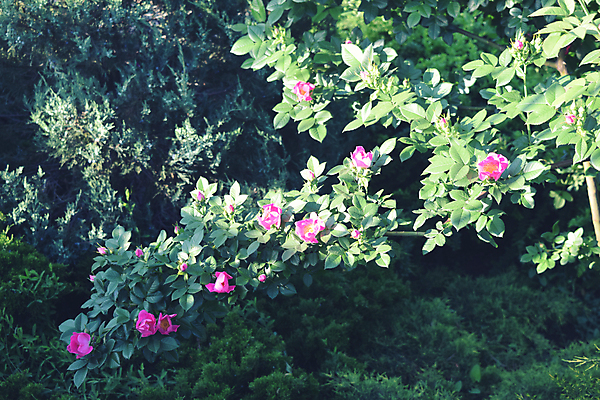 포토 JPG 해외이미지 나무 구름 공원 아시아 여행 백그라운드 밭 벤치 비즈니스 건축양식 자연 하늘 아침 사람 풍경 잔디 사람없음 야외 건물 초록색 여름 파란색 도시풍경 사무실 햇빛 태양 환경 탑 정원 맑음 고층빌딩 중국 봄 도시 숲 땅 장면 스카이라인 내추럴 해외202004 해외포토 주간 자연요소 식물 건축물 계절 공공시설 건축 나라 컬러 농업 의자 날씨 빌딩 생태계 파일형식 이미지허브