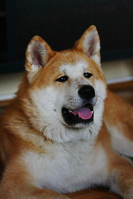 포토 JPG 해외이미지 동물 얼굴 사람없음 반려동물 힘 용기 자신감 개 위험 근육질 고체 기르기 지능 힘찬 해외202004 해외포토 그릇 감정 컨셉 포유류 근육 신체부위 몸매 돌봄 파일형식 이미지허브