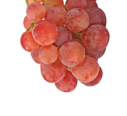 포토 JPG 해외이미지 열매 음식 백그라운드 과일 포도 사람없음 흰색 닫기 달콤 맛 고립 해외202004 해외포토 식물 컬러 컨셉 모션 파일형식 이미지허브