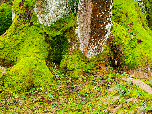 포토 JPG 해외이미지 나무 계절 공원 백그라운드 단풍 잎 자연 아침 이끼 풍경 사람없음 야외 목재 초록색 빛 컬러풀 햇빛 환경 젖음 안개 가을 나뭇가지 황무지 숲 신비 뿌리 10월 내추럴 땅바닥 옛날 해외202004 해외포토 주간 식물 공공시설 컬러 컨셉 재료 날씨 바닥 태양 날짜 생태계 파일형식 이미지허브