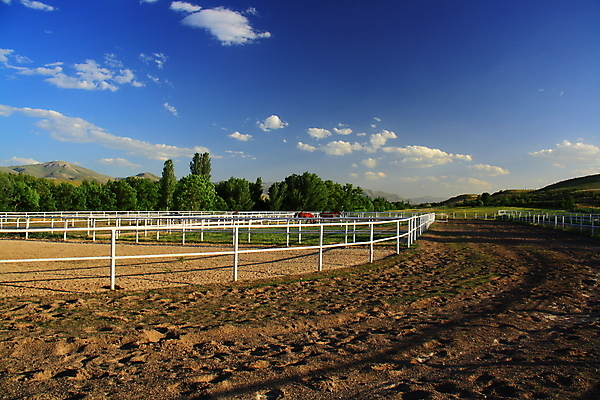 포토 JPG 해외이미지 동물 스포츠 포유류 자연 사람없음 농장 갈색 힘 자유 속도 무료 해외202004 해외포토 컬러 컨셉 농업 생태계 파일형식 이미지허브