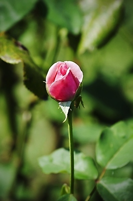 포토 JPG 해외이미지 식물 꽃 잎 자연 사람없음 여름 장미 정원 봄 벚꽃 나뭇가지 원예 내추럴 해외202004 해외포토 나무 계절 취미 생태계 파일형식 이미지허브