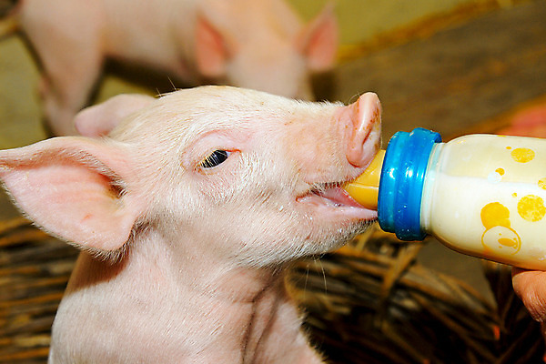 포토 JPG 해외이미지 동물 분홍색 포유류 돼지고기 사람없음 반려동물 농장 머리 식사 우유 아기 돼지 작음 먹기 배고픔 밭일 해외202004 해외포토 컬러 농업 모션 유제품 육류 사람 신체부위 크기 파일형식 이미지허브