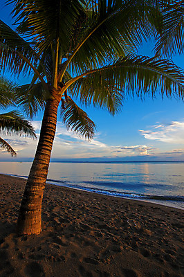 포토 JPG 해외이미지 나무 아시아 모래 바다 여행 자연 하늘 아침 휴가 따뜻함 손바닥 동양인 풍경 사람없음 야외 초록색 물 여름 평화 일출 침묵 황혼 일몰 새벽 시골 저녁 장면 내추럴 해외202004 해외포토 주간 자연요소 식물 손 계절 나라 컬러 컨셉 인종 노을 소리 야간 생태계 파일형식 이미지허브