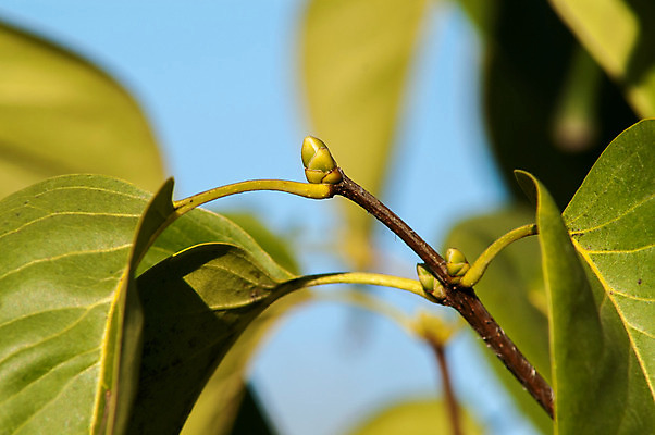 포토 JPG 해외이미지 모양 나무 식물 계절 공원 백그라운드 단풍 잎 패턴 오렌지 자연 벽지 추상 건조 사람없음 초록색 컬러풀 갈색 노란색 정원 보라색 활발 덮개 가을 변화 황금 숲 9월 11월 땅 질감 정사각형 심플 10월 내추럴 단절 땅바닥 엘리먼트 해외202004 해외포토 도형 공공시설 컬러 컨셉 무늬 과일 바닥 뚜껑 날짜 생태계 파일형식 이미지허브
