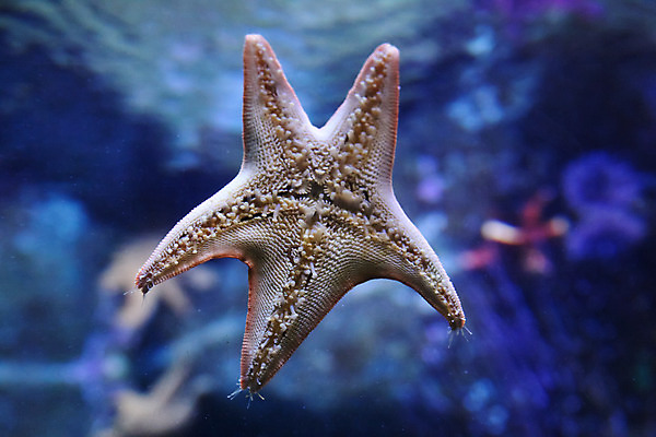 포토 JPG 해외이미지 불가사리 사람없음 수중 수족관 해외202004 해외포토 극피동물 파일형식 이미지허브