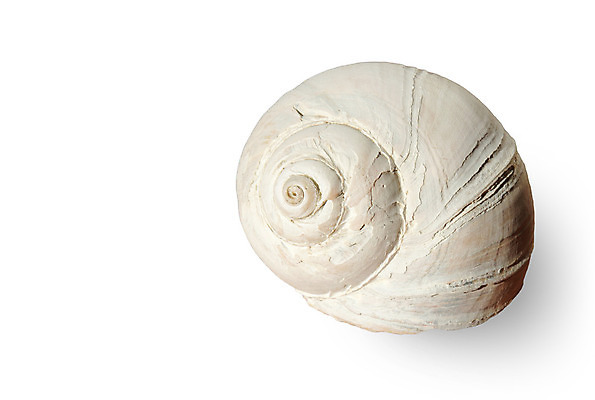 포토 JPG 해외이미지 동물 분홍색 여행 백그라운드 자연 나선형 그림자 사람없음 스파 욕실 소용돌이 껍질 흰색 죽음 닫기 큼 크림 고립 깨짐 석회암 옛날 카피스페이스 해외202004 해외포토 컬러 컨셉 무늬 모션 공백 회오리 암석 크기 생태계 파일형식 이미지허브