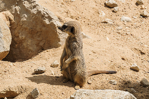 포토 JPG 해외이미지 동물 응시 야생동물 포유류 아프리카 자연 생물 서기 경비 앉기 사람없음 야외 갈색 사막 관찰 황무지 닫기 달콤 호주 보호 작음 예측 모피 손목시계 호기심 육식동물 주둥이 남쪽 내추럴 경보 미어캣 생태학 칼라하리 해외202004 해외포토 시선 교육 감정 나라 시계 컬러 컨셉 장신구 모션 안전 오세아니아 맛 크기 방향 생태계 파일형식 이미지허브