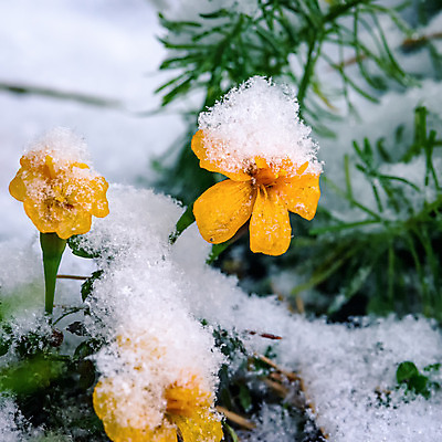포토 JPG 해외이미지 나무 식물 계절 꽃잎 꽃 백그라운드 잎 겨울 꽃무늬 오렌지 자연 사람없음 초록색 컬러풀 노란색 정원 얼음 봄 추위 벚꽃 가을 흰색 나뭇가지 숲 서리 내추럴 해외202004 해외포토 자연요소 컬러 무늬 과일 생태계 파일형식 이미지허브