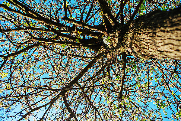 포토 JPG 해외이미지 나무 식물 계절 꽃잎 꽃 백그라운드 잎 꽃무늬 자연 하늘 사람없음 야외 목재 초록색 파란색 환경 정원 맑음 침묵 봄 벚꽃 흰색 나뭇가지 신선 개화 닫기 수분 과수원 아로마 꽃가루 내추럴 꽃수술 해외202004 해외포토 컬러 무늬 농업 재료 모션 날씨 소리 가루 생태계 파일형식 이미지허브