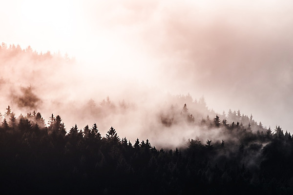 포토 JPG 해외이미지 나무 식물 구름 계절 공원 여행 백그라운드 자연 벽지 아침 날씨 산 그림자 풍경 사람없음 야외 목재 초록색 여름 빛 햇빛 태양 일출 환경 계곡 어둠 새벽 안개 가을 흰색 소나무 황무지 수증기 숲 공상 마법 내추럴 뿌연 해외202004 해외포토 주간 자연요소 공공시설 컬러 재료 노을 생태계 파일형식 이미지허브