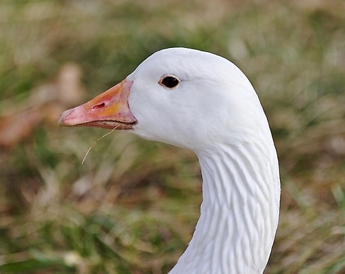 포토 JPG 해외이미지 백그라운드 캐나다 밭 오렌지 조류 사람없음 놀람 회색 흰색 닫기 큼 먹기 만족 그림 거위 고립 특별함 해외202004 해외포토 동물 감정 컬러 컨셉 북아메리카 농업 과일 모션 표정 크기 파일형식 이미지허브