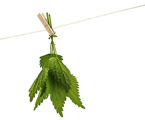 포토 JPG 해외이미지 식물 꽃 줄기 잎 매달리기 건강 요리 사람없음 가로 초록색 노란색 흰색 개화 약초 자르기 허브 고립 자연요법 카피스페이스 해외202004 해외포토 컬러 모션 공백 풀_식물 파일형식 이미지허브