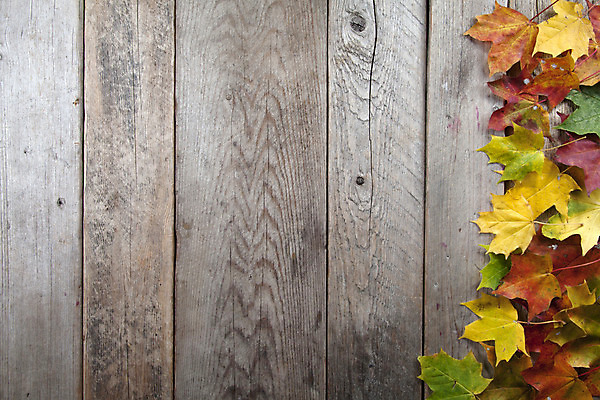 포토 JPG 해외이미지 손 계절 잎 오렌지 사람없음 목재 빨간색 초록색 노란색 회색 가을 그룹 유지 그런지 옛날 해외202004 해외포토 나무 식물 컬러 과일 재료 신체부위 파일형식 이미지허브