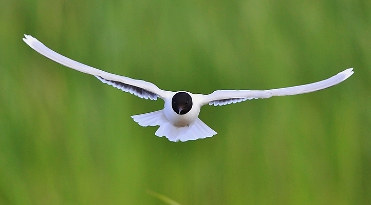 포토 JPG 해외이미지 동물 얼굴 야생동물 바다 포즈 백그라운드 날개 자연 갈매기 조류 하늘 낚시 사람없음 옆모습 초록색 물 평화 검은색 흰색 비행 얼룩 깃털 코 꼬리 물새 무료 해외202004 해외포토 자연요소 뷰포인트 컬러 컨셉 레저 신체부위 생태계 파일형식 이미지허브