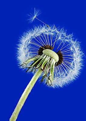 포토 JPG 해외이미지 꽃 자연 씨앗 사람없음 파란색 자유 흰색 민들레 꽃가루 타격 해외202004 해외포토 식물 컬러 컨셉 모션 가루 생태계 파일형식 이미지허브