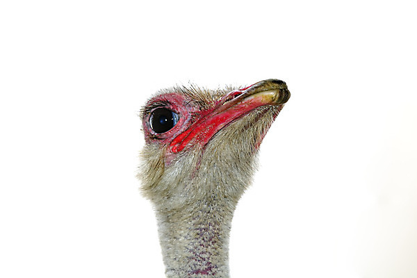 포토 JPG 해외이미지 동물 응시 시선 공원 얼굴 야생동물 아프리카 자연 조류 동물원 사람없음 야외 달리기 농장 머리 표현 관찰 입 큼 사파리 깃털 속도 호기심 부리 목 타조 고립 동물상 특별함 해외202004 해외포토 공공시설 감정 나라 컨셉 농업 모션 신체부위 조형물 크기 생태계 파일형식 이미지허브