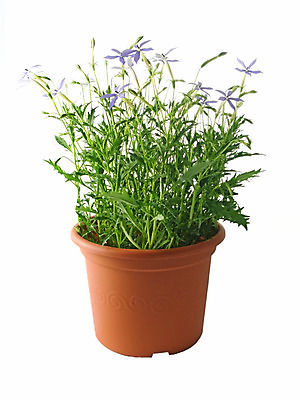 포토 JPG 해외이미지 식물 계절 꽃잎 꽃 별 밭 추상 사람없음 초록색 파란색 정원 꿈 신선 닫기 향수 오브젝트 향기 천국 고립 깊이 해외202004 해외포토 자연요소 컬러 무늬 농업 모션 화장품 냄새 파일형식 이미지허브