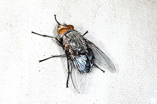 포토 JPG 해외이미지 동물 야생동물 곤충 백그라운드 날개 자연 주택 사람없음 흰색 닫기 묘사 생물학 디테일 해외202004 해외포토 교육 컬러 모션 건물 생태계 파일형식 이미지허브