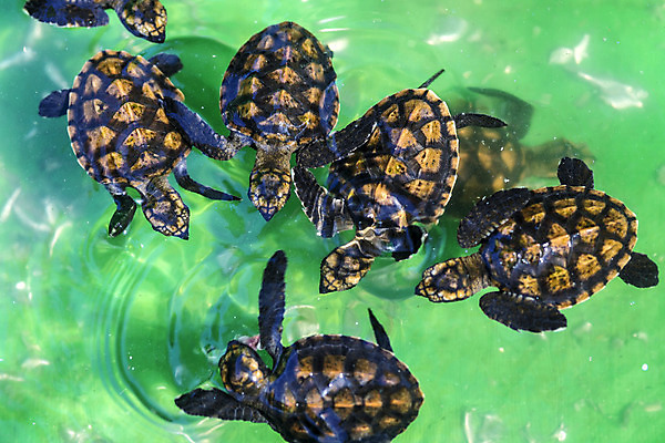 포토 JPG 해외이미지 동물 야생동물 모래 바다 파충류 자연 사람없음 초록색 아기 신생아 거북이 작음 발리 인도네시아 말레이시아 해외202004 해외포토 아시아 컬러 섬 사람 크기 생태계 파일형식 이미지허브