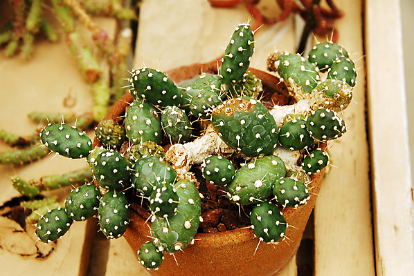 포토 JPG 해외이미지 식물 자연 선인장 건조 사람없음 초록색 컬러풀 정원 화장품 사막 가시 약초 허브 원예 조경 스펀지 해외202004 해외포토 컬러 취미 뷰티 풀_식물 생태계 파일형식 이미지허브