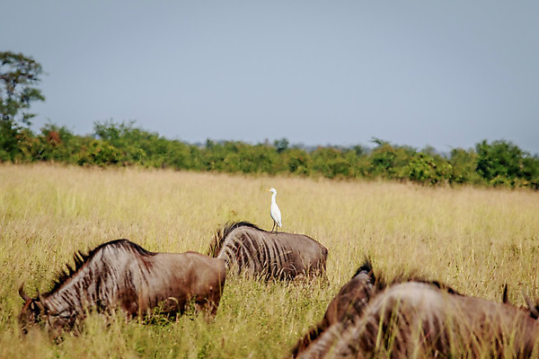 포토 JPG 해외이미지 동물 공원 야생동물 여행 관계 아프리카 자연 조류 종류 사람없음 야외 농장 환경 흰색 황무지 소 습지 왜가리 사파리 깃털 생태계 동물상 보츠와나 생태학 황새 해외202004 해외포토 공공시설 교육 나라 컬러 농업 포유류 조형물 파일형식 이미지허브