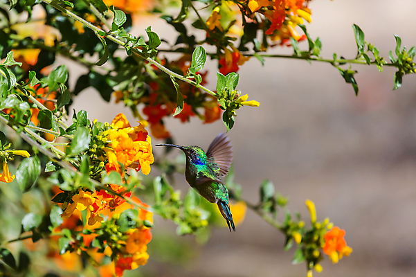 포토 JPG 해외이미지 꽃 야생동물 조류 사람없음 아웃포커스 작음 벌새 해외202004 해외포토 식물 동물 촬영기법 크기 파일형식 이미지허브