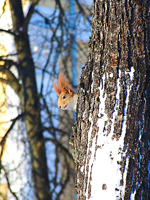 포토 JPG 해외이미지 나무 동물 1 응시 야생동물 백그라운드 겨울 장난 포유류 가족 자연 아침 털 풍경 사람없음 야외 가로 햇빛 갈색 걷기 회색 견과류 흰색 나뭇가지 관찰 설치류 숲 작음 균형 모피 서리 다람쥐 솜털 수유 카피스페이스 해외202004 해외포토 주간 식물 시선 계절 컬러 관계 모션 태양 공백 크기 생태계 파일형식 이미지허브