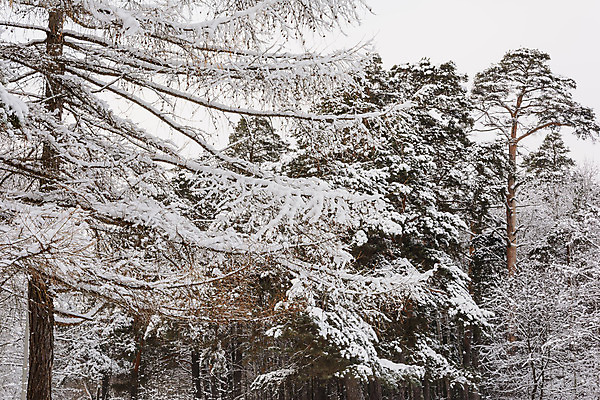 포토 JPG 해외이미지 나무 구름 계절 겨울 자연 하늘 날씨 풍경 사람없음 햇빛 태양 추위 나뭇가지 소나무 숲 서리 화창 가문비나무 해외202004 해외포토 자연요소 식물 생태계 파일형식 이미지허브