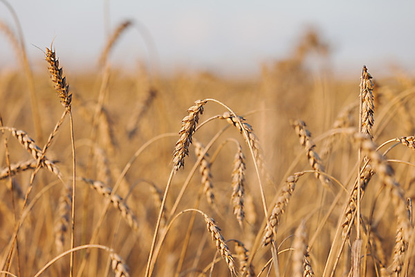 포토 JPG 해외이미지 식물 계절 산업 음식 빵 줄기 백그라운드 밭 농업 자연 하늘 건조 옥수수 씨앗 풍경 사람없음 야외 초록색 여름 파란색 농작물 햇빛 태양 농장 노란색 수확 성장 시골 신선 황금 상품 낟알 땅 시리얼 밀 유기농 보리 장면 밀짚 숙성 호밀 수평선 세련 해외202004 해외포토 자연요소 웰빙 컬러 곡류 짚 생태계 파일형식 이미지허브