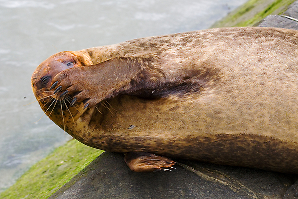 포토 JPG 해외이미지 동물 야생동물 바다 포유류 포옹 자연 털 웃음 사람없음 갈색 귀여움 유머 물개 해외202004 해외포토 감정 컬러 컨셉 안기 표정 바다동물 생태계 파일형식 이미지허브