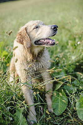 포토 JPG 해외이미지 동물 계절 공원 행복 백그라운드 밭 자연 건강 앉기 풍경 사람없음 야외 초록색 반려동물 노란색 봄 가을 황금 개 골든리트리버 리트리버 강아지 큼 래브라도리트리버 송곳니 내추럴 기르기 땅바닥 해외202004 해외포토 공공시설 감정 컬러 농업 포유류 모션 바닥 치아 크기 생태계 돌봄 파일형식 이미지허브