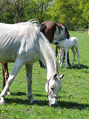 포토 JPG 해외이미지 동물 사람없음 흰색 방목 망아지 해외202004 해외포토 새끼 컬러 말_동물 축산업 파일형식 이미지허브