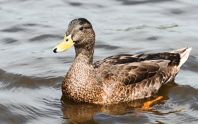 포토 JPG 해외이미지 동물 남자 호수 야생동물 날개 자연 오리 사람없음 물 강 노란색 수영 봄 떨어짐 깃털 네덜란드 사냥 부리 북쪽 해외202004 해외포토 자연요소 계절 유럽 컬러 컨셉 조류 사람 수상스포츠 방향 생태계 파일형식 이미지허브