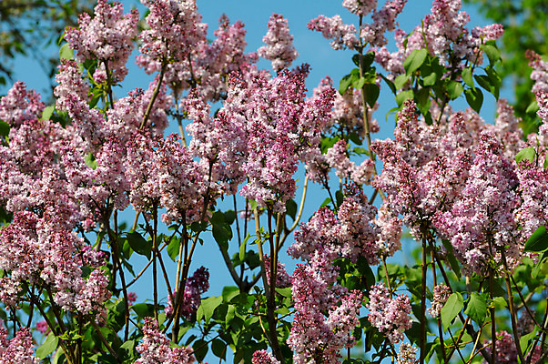 포토 JPG 해외이미지 나무 식물 꽃잎 꽃 분홍색 잎 꽃무늬 패턴 자연 하늘 풍경 사람없음 야외 초록색 파란색 정원 맑음 보라색 봄 젖음 성장 벚꽃 나뭇가지 신선 개화 다발 제비꽃 향기 라일락 덩어리 내추럴 많음 해외202004 해외포토 계절 컬러 컨셉 무늬 날씨 생태계 냄새 파일형식 이미지허브