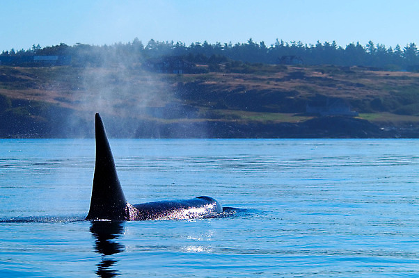 포토 JPG 해외이미지 동물 야생동물 포유류 자연 생물 사람없음 야외 고래 서식지 해외202004 해외포토 수중동물 생태계 파일형식 이미지허브