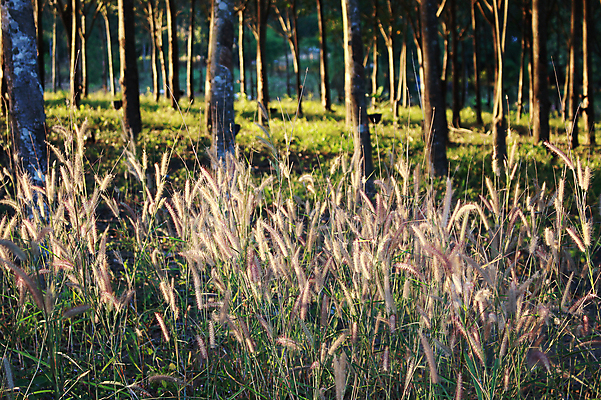 포토 JPG 해외이미지 나무 식물 꽃 백그라운드 밭 태국 풍경 사람없음 햇빛 태양 우유 막대기 숲 민들레 라텍스 해외202004 해외포토 자연요소 아시아 농업 유제품 파일형식 이미지허브