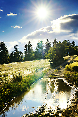 포토 JPG 해외이미지 나무 지구 밭 농업 자연 바람 풍경 사람없음 야외 물 여름 수확 시골 신선 숲 낟알 땅 밀 당구 진흙 전나무 개발 프로방스 가문비나무 해외202004 해외포토 자연요소 식물 계절 산업 날씨 곡류 구기 생태계 파일형식 이미지허브