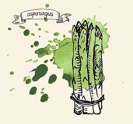 EPS 해외이미지 디자인 계절 창 음식 줄기 백그라운드 다이어트 채소 일러스트 재료 자연 수채화 건강 요리 초록색 새싹 식당 식사 페인트 샐러드 성장 흰색 신선 낙서 수증기 다발 메뉴 그림 유기농 아스파라거스 날것 내추럴 고립 생식 채식주의자 총쏘기 해외202004 해외일러스트 식물 웰빙 무기 컬러 모션 상점 생태계 채식 파일형식 벡터 이미지허브