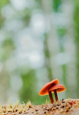 포토 JPG 해외이미지 나무 식물 계절 공원 음식 백그라운드 컨셉 잎 채소 오렌지 재료 자연 건강 이끼 사람없음 목재 빨간색 초록색 갈색 버섯 가을 닫기 숲 유기농 날것 내추럴 곰팡이 그물버섯 동물상 캡모자 해외202004 해외포토 모자_잡화 웰빙 공공시설 컬러 과일 모션 조형물 생태계 파일형식 이미지허브