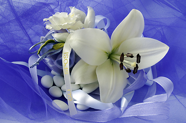 포토 JPG 해외이미지 꽃 리본 분홍색 결혼 선물 이벤트 사람없음 상자 파티 흰색 달콤 팩 성찬식 세례 추모 해외202004 해외포토 식물 컬러 화장품 맛 파일형식 이미지허브