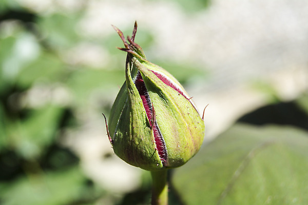 포토 JPG 해외이미지 식물 기념일 꽃잎 꽃 줄기 꽃다발 백그라운드 잎 꽃무늬 자연 휴가 휴식 친절 발렌타인데이 선물 사랑 사람없음 장식 빨간색 초록색 여름 컬러풀 장미 정원 봄 벚꽃 축하 인사 신선 우아함 다발 심볼 원예 향기 열정 내추럴 해외202004 해외포토 계절 감정 컬러 컨셉 무늬 데이이벤트 이벤트 취미 예절 생태계 냄새 파일형식 이미지허브